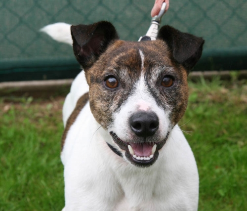 garth bath dogs and cats home charity.jpg garth bath dogs and cats home charity.jpg